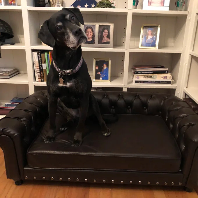 Larock Dog Sofa