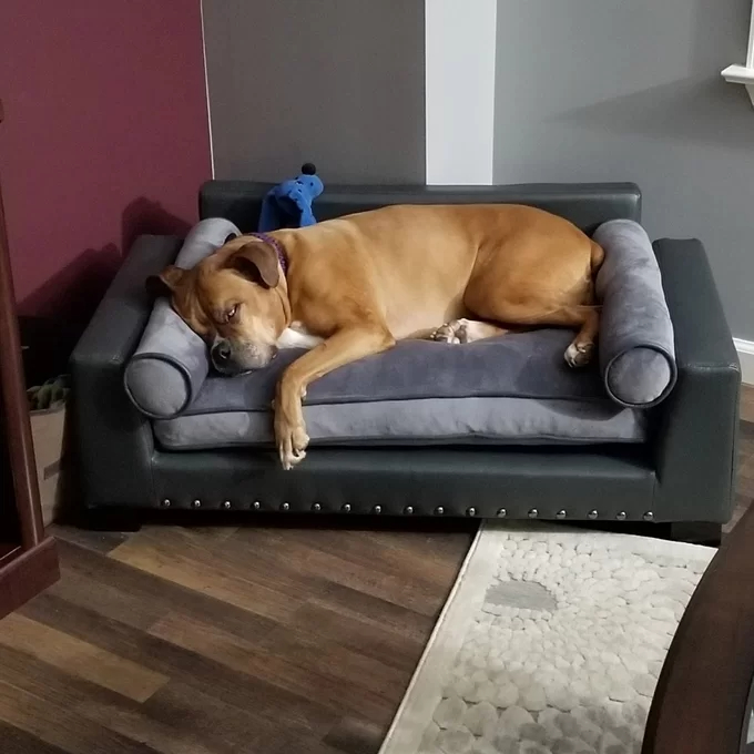Oberle Dog Sofa