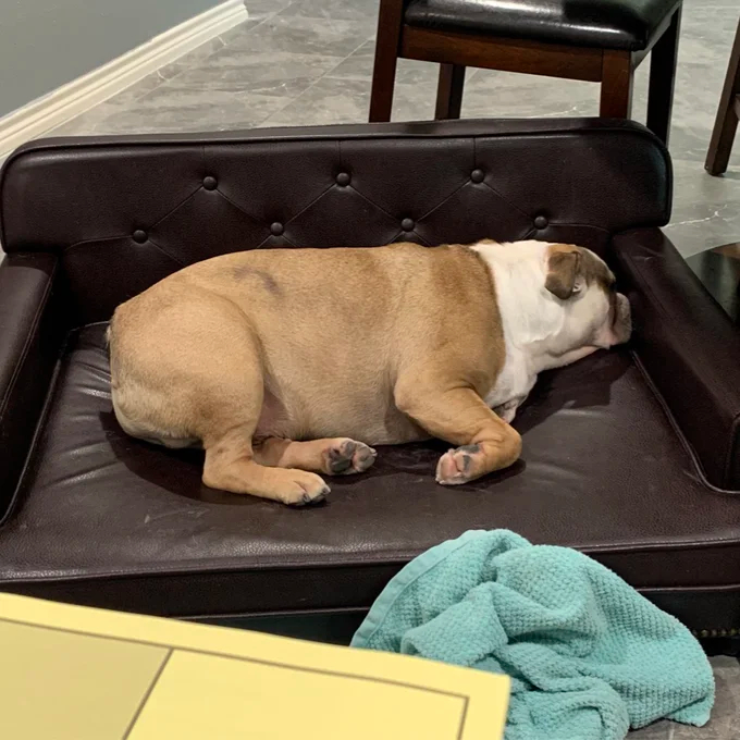 Humphery Dog Sofa