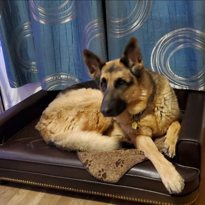 Humphery Dog Sofa