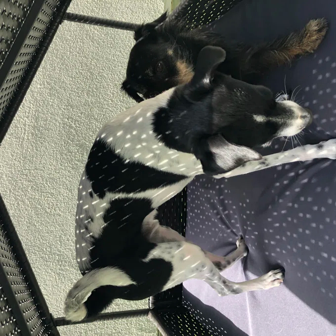 Lollis Wicker Cot Dog Bed