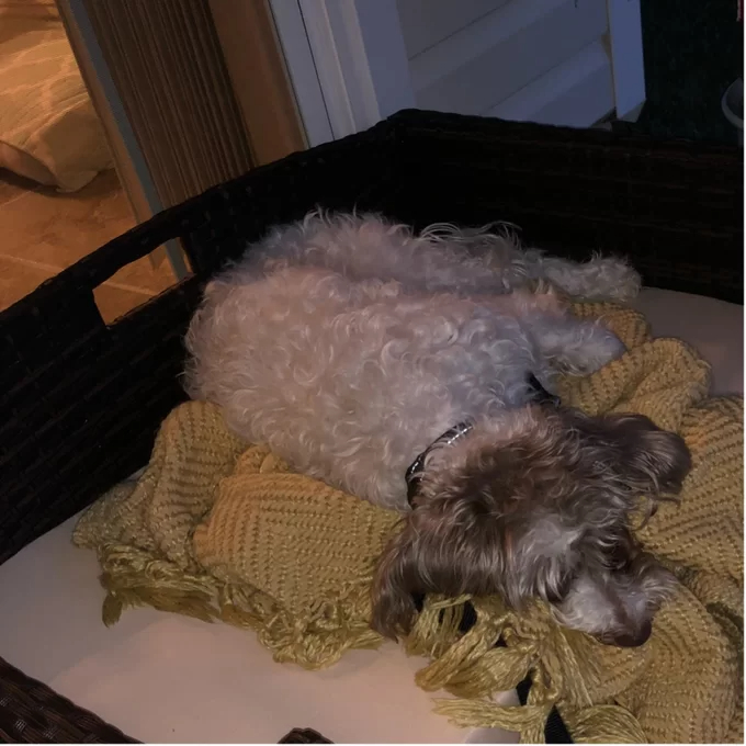 Cristobal Rattan Rectangular Dog Sofa