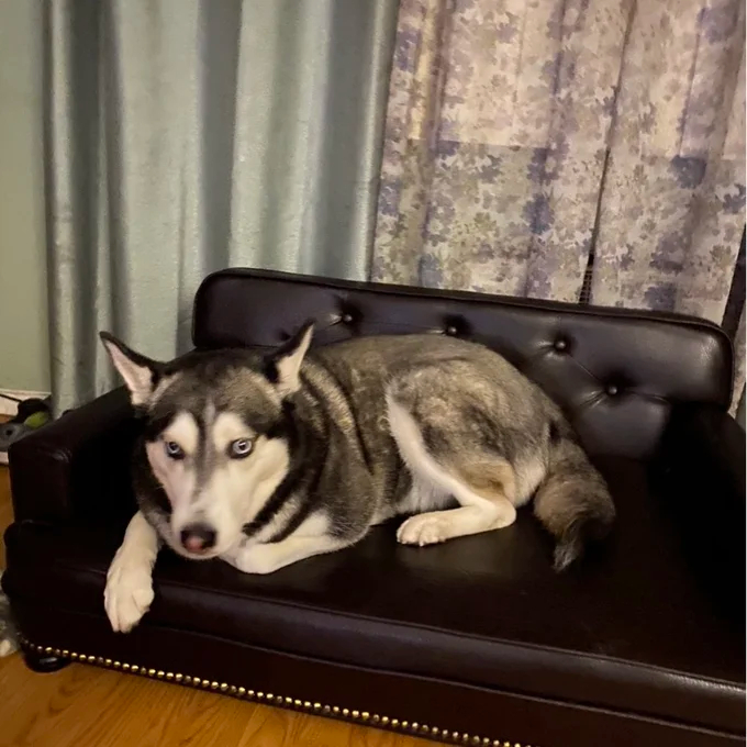 Humphery Dog Sofa
