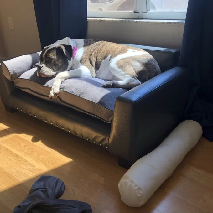 Oberle Dog Sofa