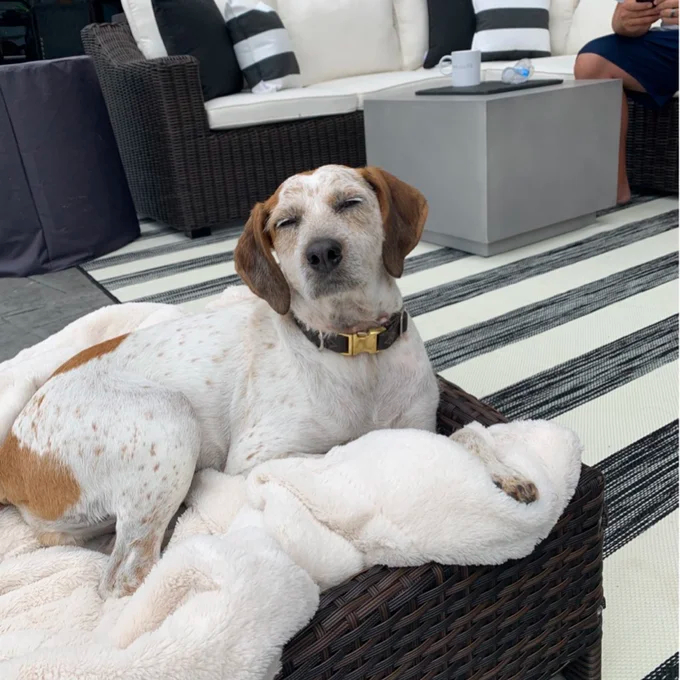 Cristobal Rattan Rectangular Dog Sofa
