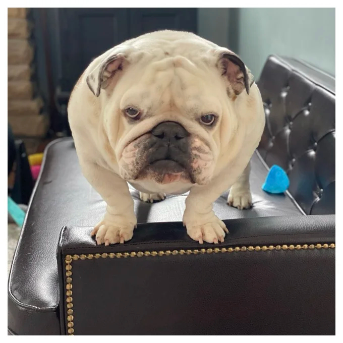 Humphery Dog Sofa