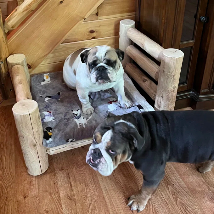 Caesar Dog Bed