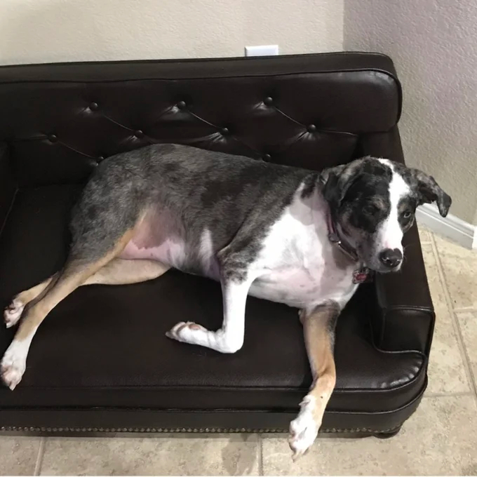 Humphery Dog Sofa