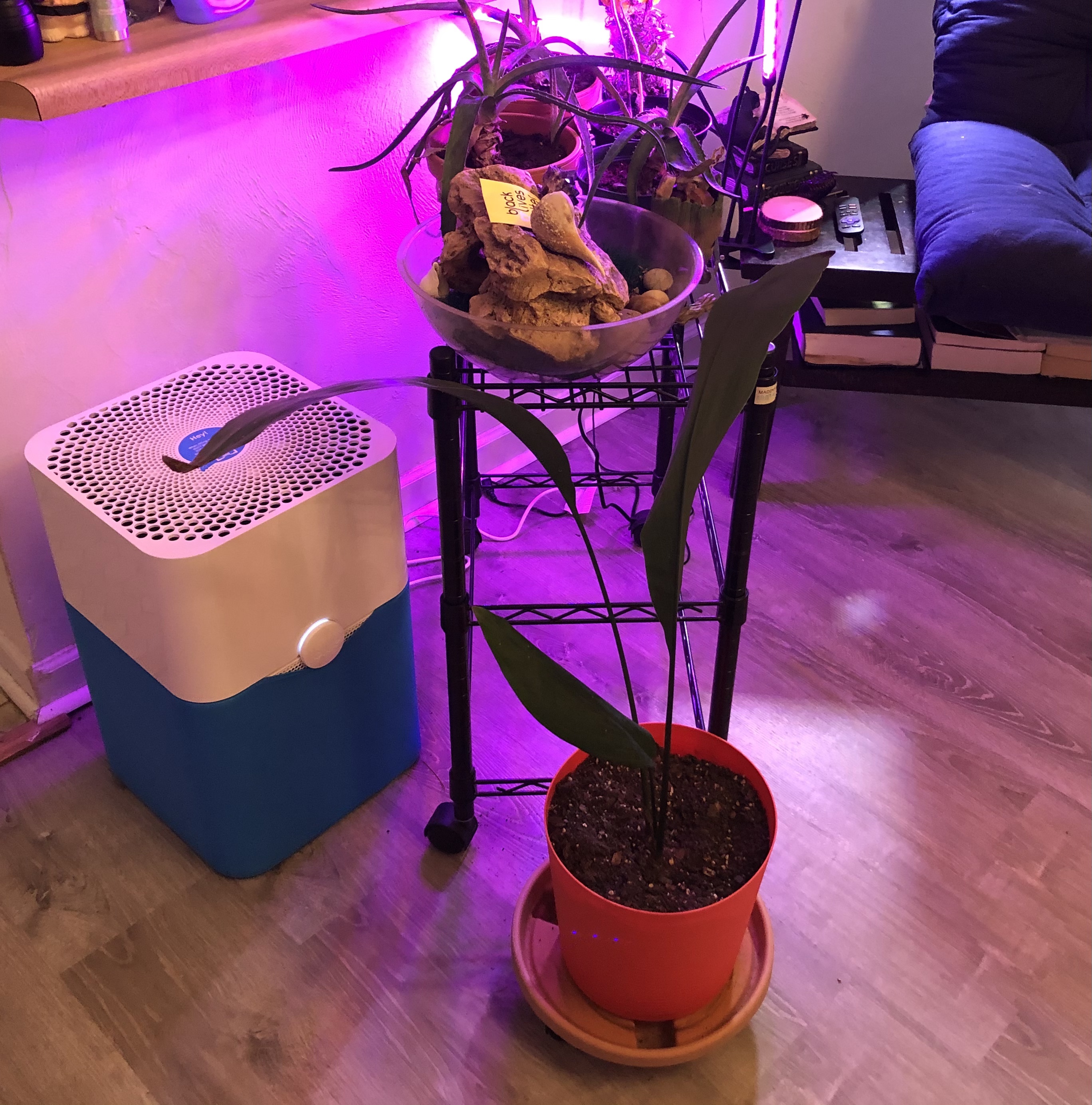 BLUEAIR Air Purifier Large Room