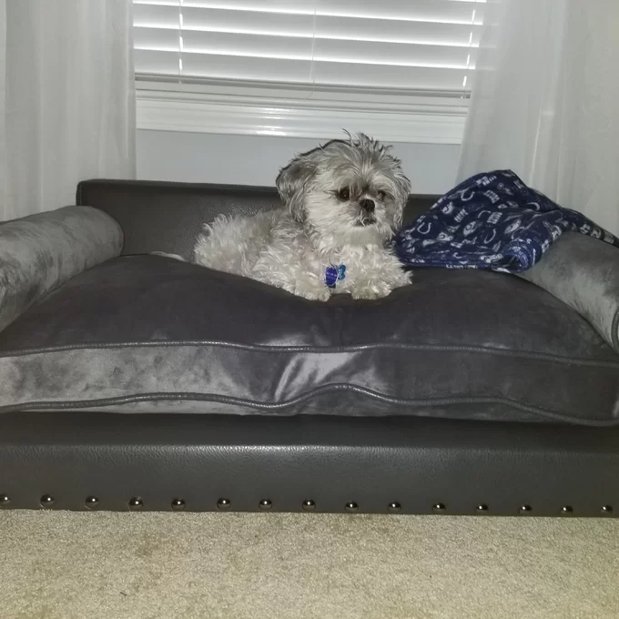 Oberle Dog Sofa
