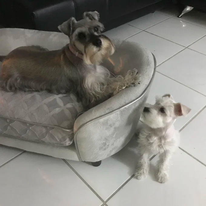 Lola Dog Sofa