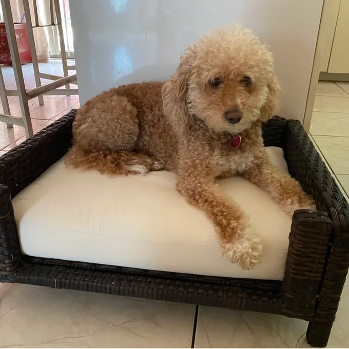 Cristobal Rattan Rectangular Dog Sofa