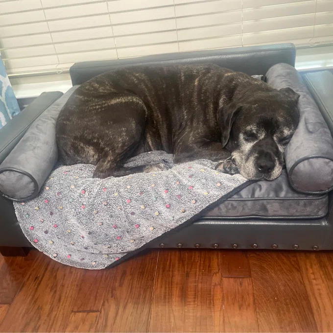 Oberle Dog Sofa
