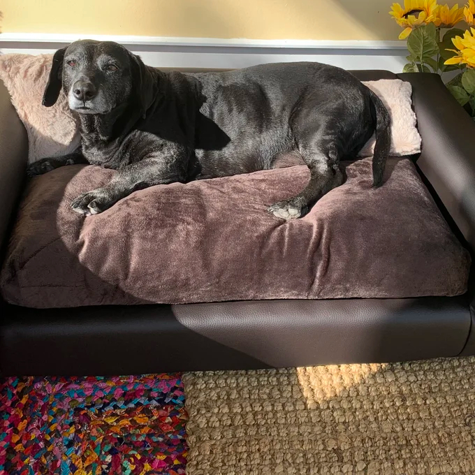 Kayenta Premium Dog Sofa