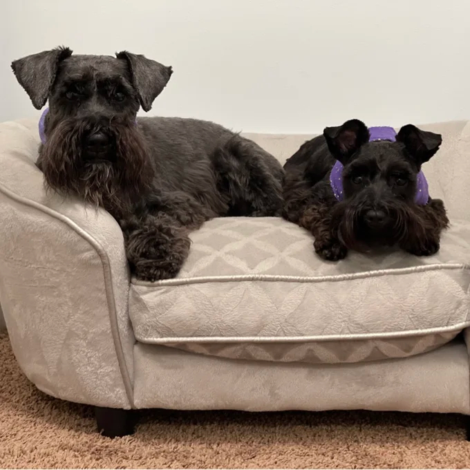 Lola Dog Sofa