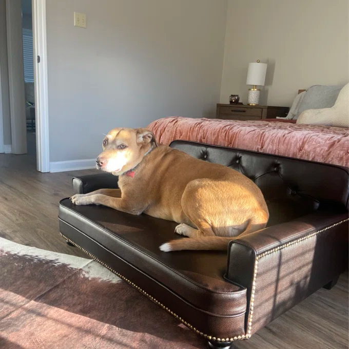 Humphery Dog Sofa