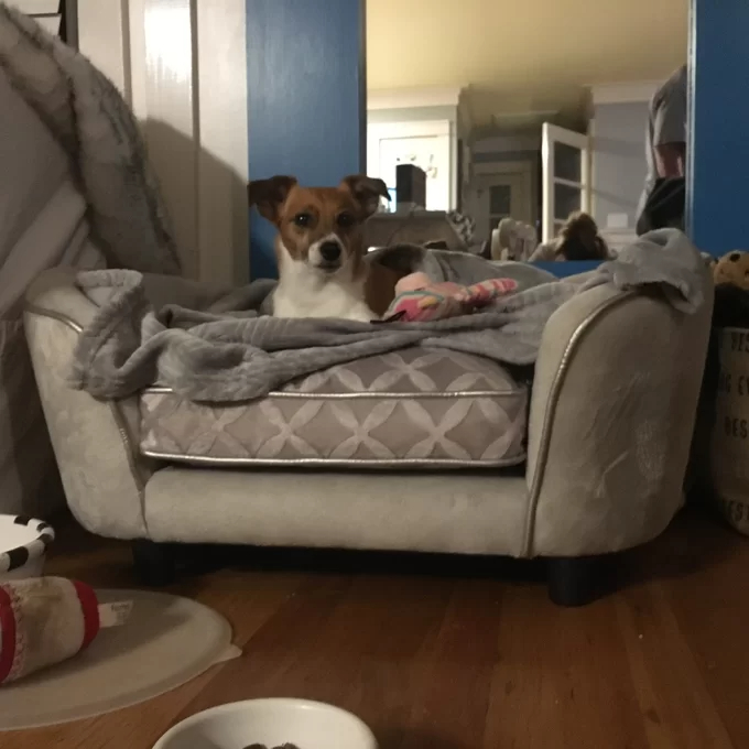 Lola Dog Sofa
