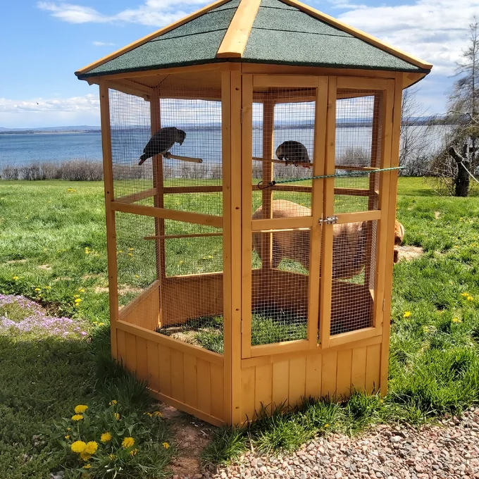 Fielding 65'' Pointed Top Flight Cage with Perch