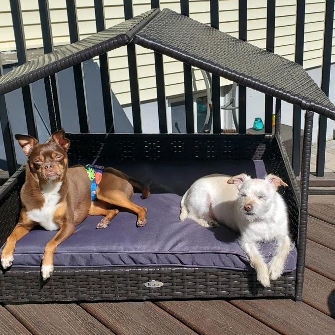 Lollis Wicker Cot Dog Bed