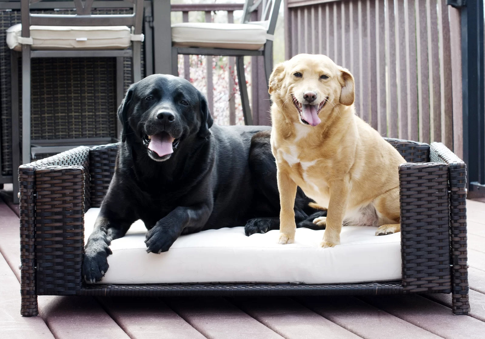 Cristobal Rattan Rectangular Dog Sofa