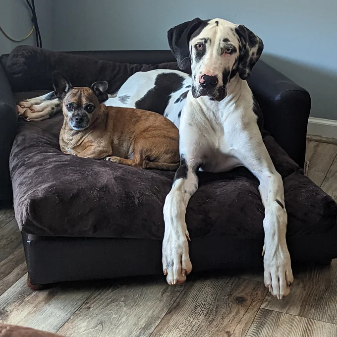 Kayenta Premium Dog Sofa