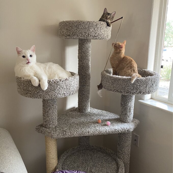 65" Maine Coon House Cat Condo