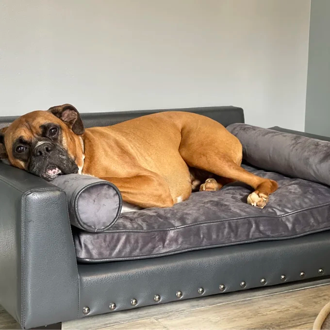 Oberle Dog Sofa