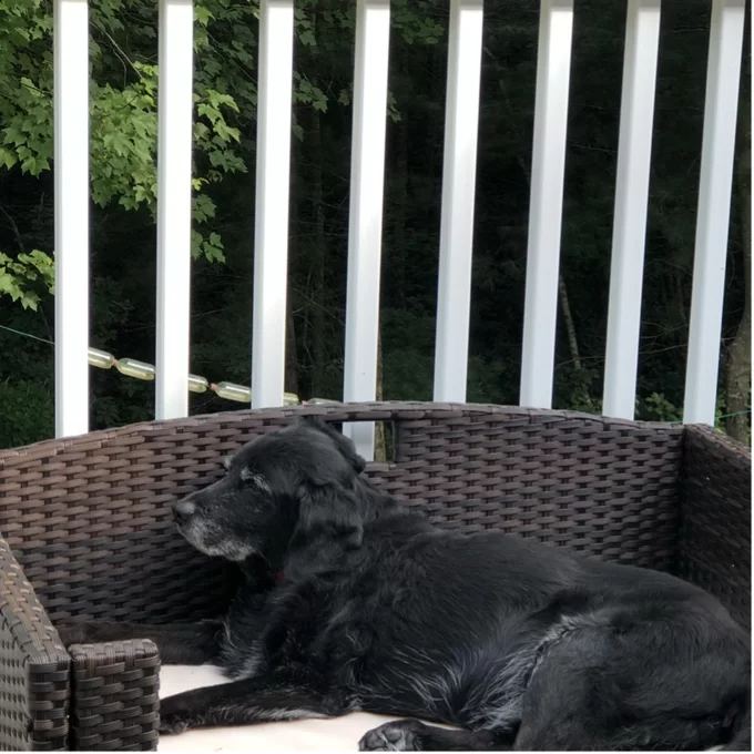 Cristobal Rattan Rectangular Dog Sofa