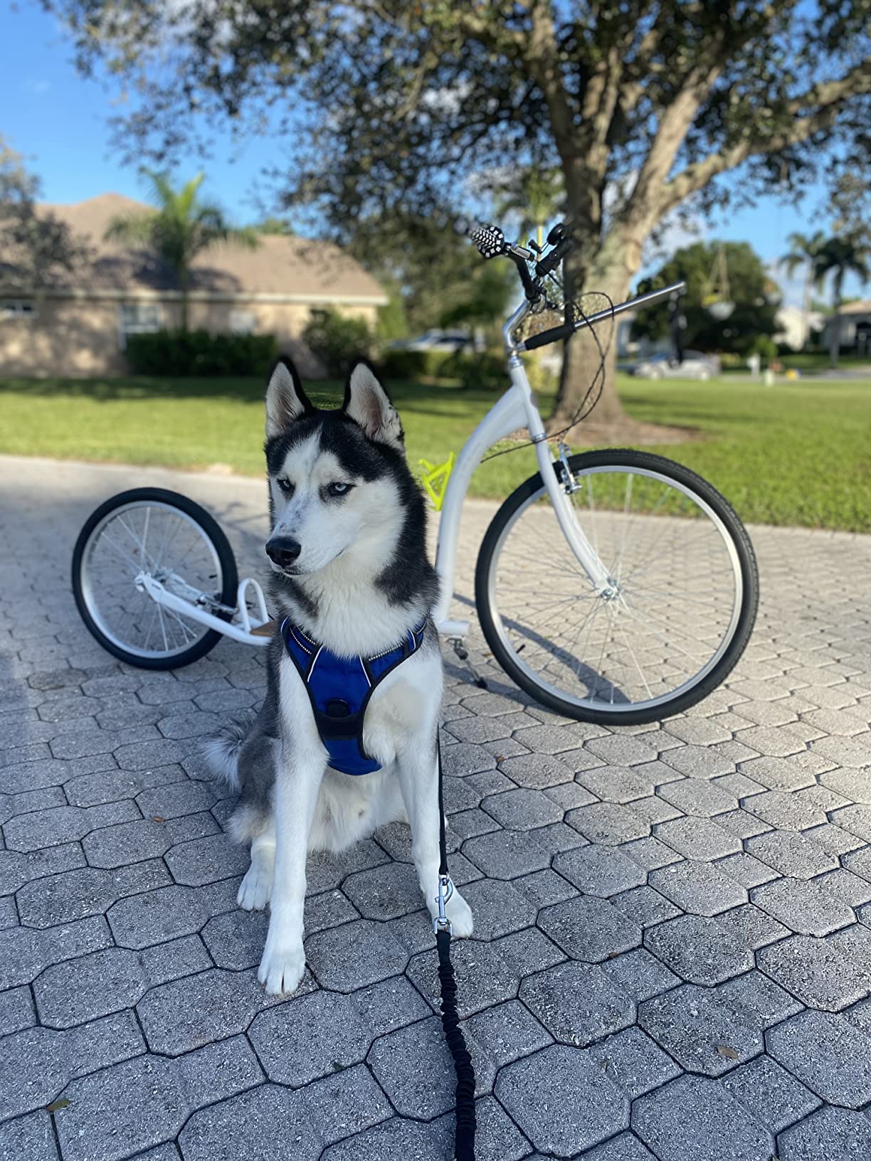Adult Scooter