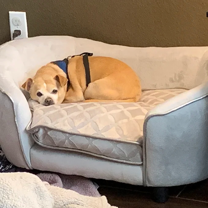 Lola Dog Sofa