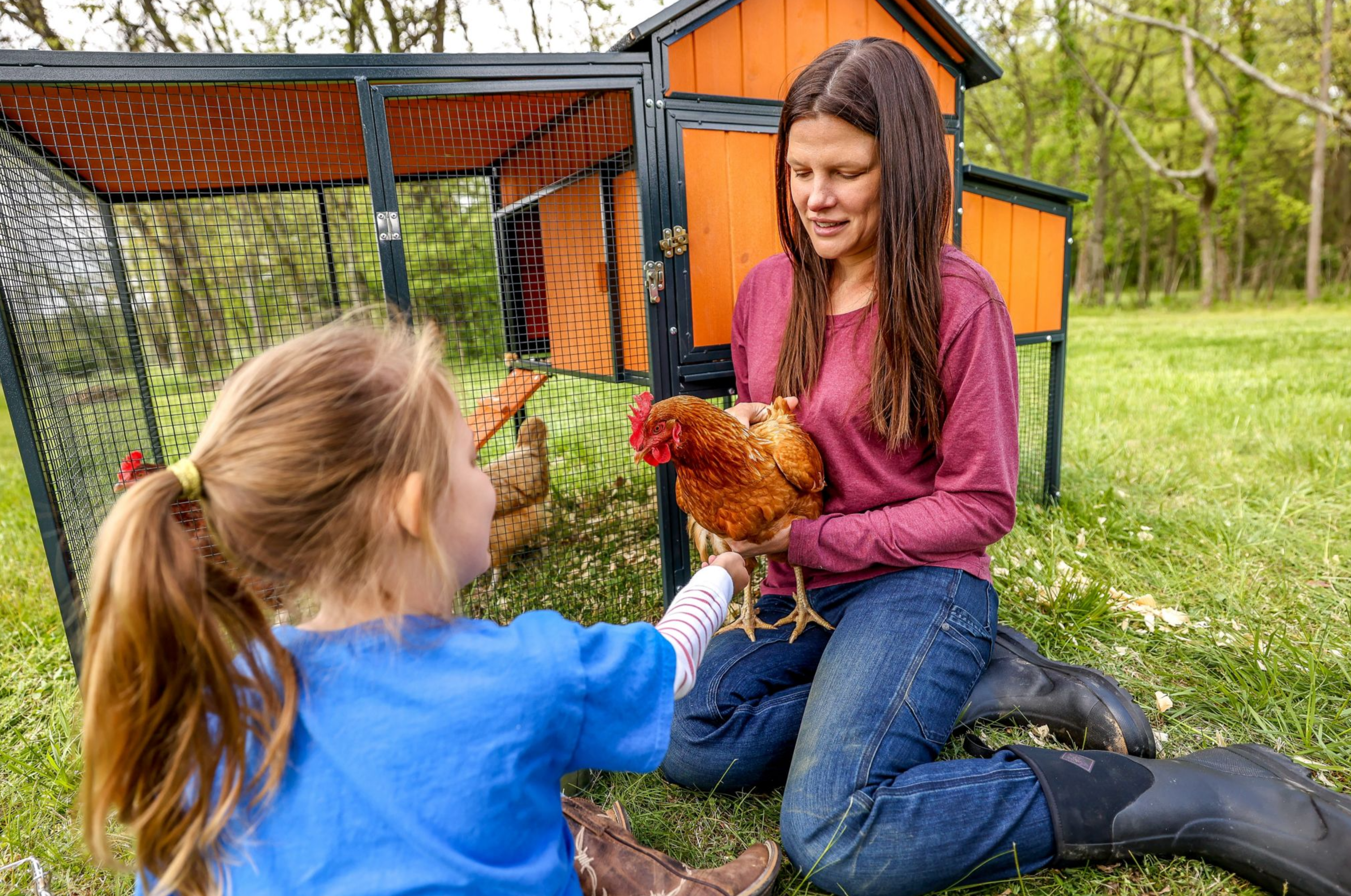 Walk-in windproof chicken coop