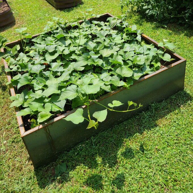 Metallic Series Corten Steel Raised Garden Bed