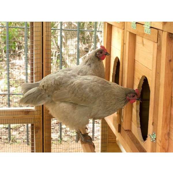 Walk-In Coop domed