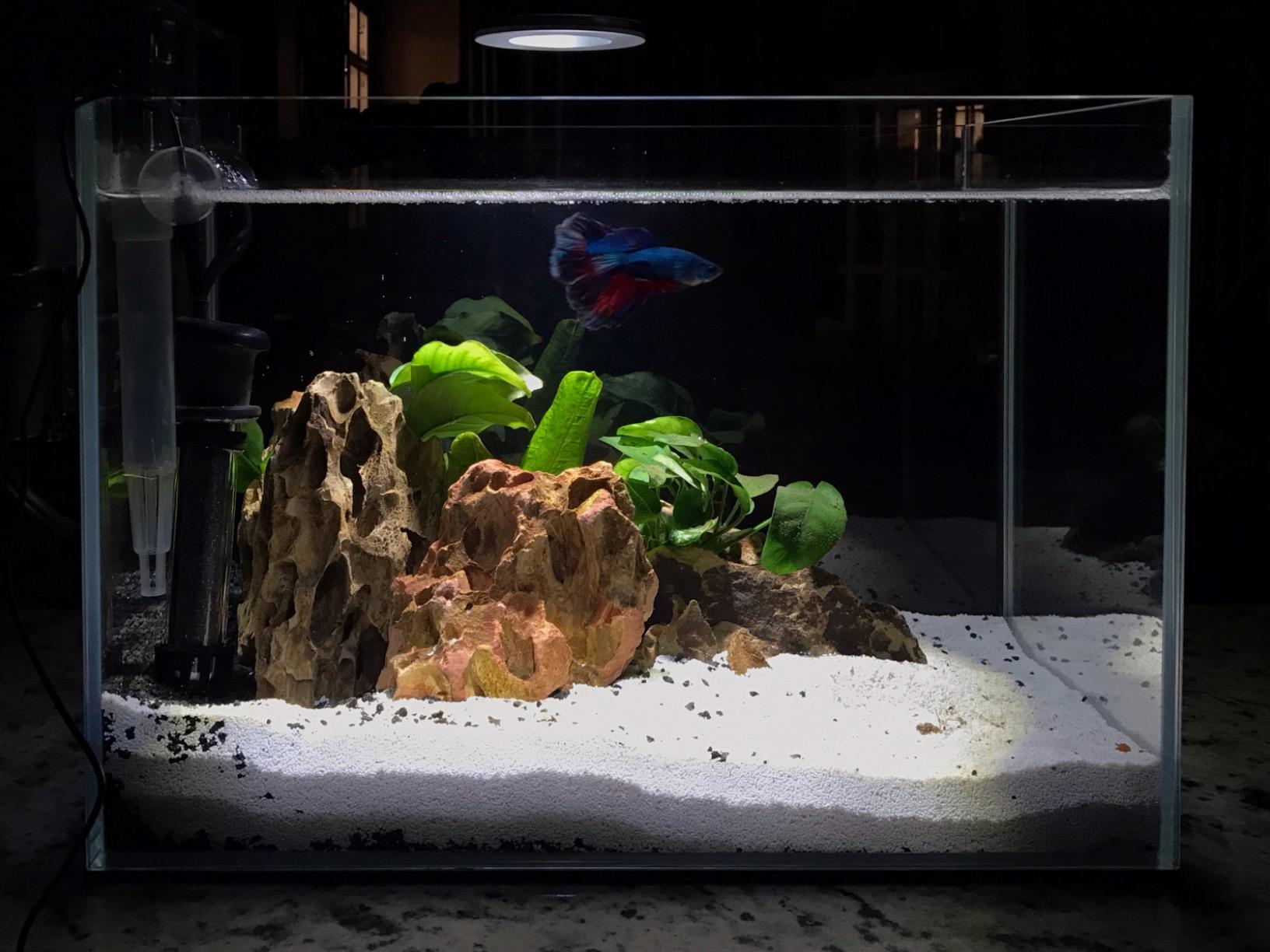 120P 72.2 Gallon Rimless Low Iron Aquarium Tank