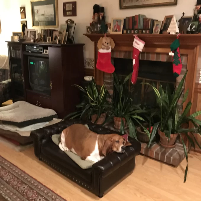 Larock Dog Sofa