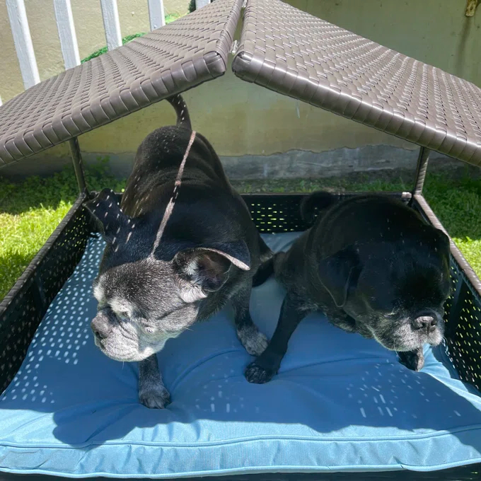 Lollis Wicker Cot Dog Bed
