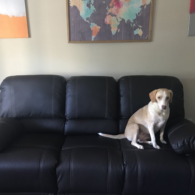 Edgar 81'' Vegan Leather Sofa