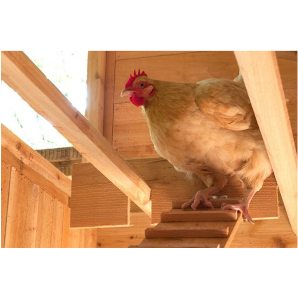 Walk-In Coop domed