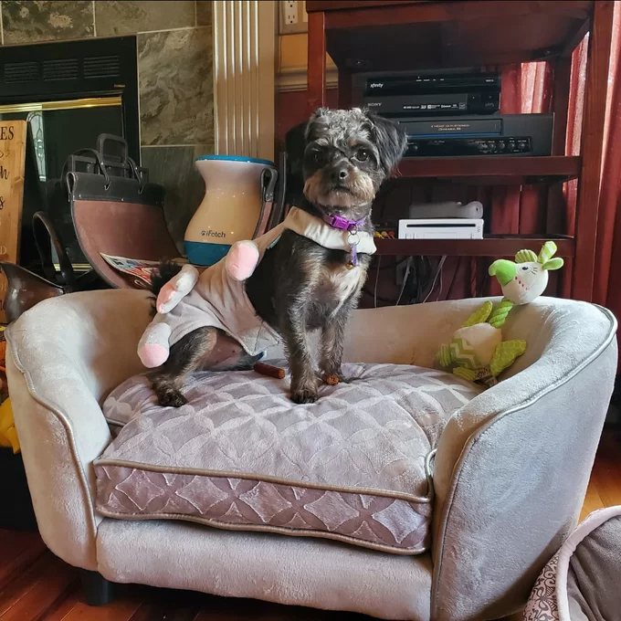 Lola Dog Sofa