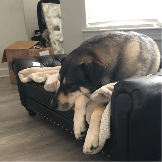 Larock Dog Sofa