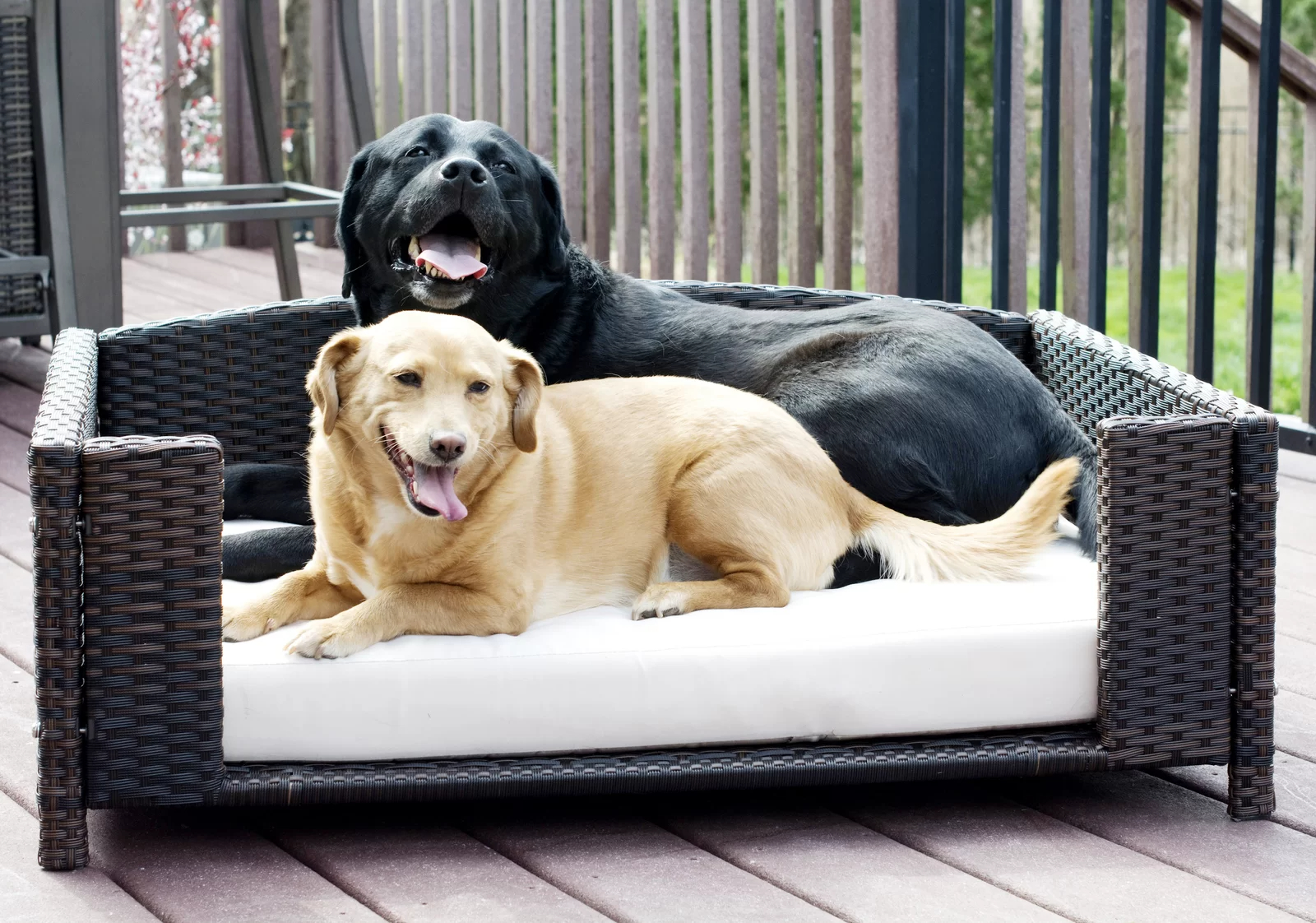 Cristobal Rattan Rectangular Dog Sofa
