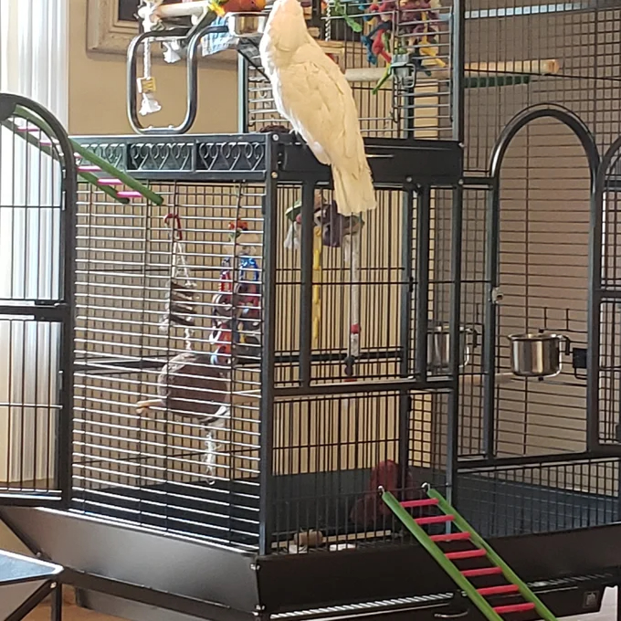 Nickelson 66'' Steel Play Top Floor Bird Cage with Wheels