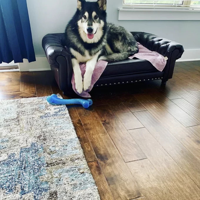 Larock Dog Sofa