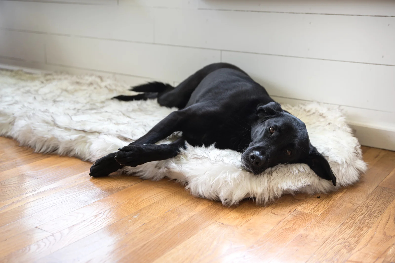 Pretor Puprug Runner Faux Fur Memory Foam Dog Curve Mat