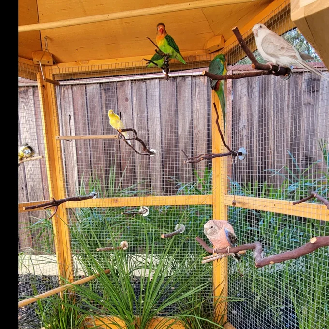 Fielding 65'' Pointed Top Flight Cage with Perch