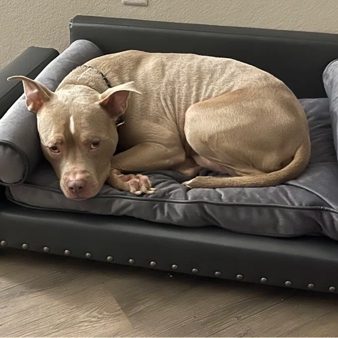 Oberle Dog Sofa