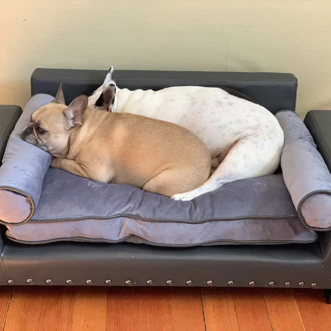 Oberle Dog Sofa