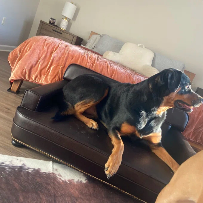 Humphery Dog Sofa