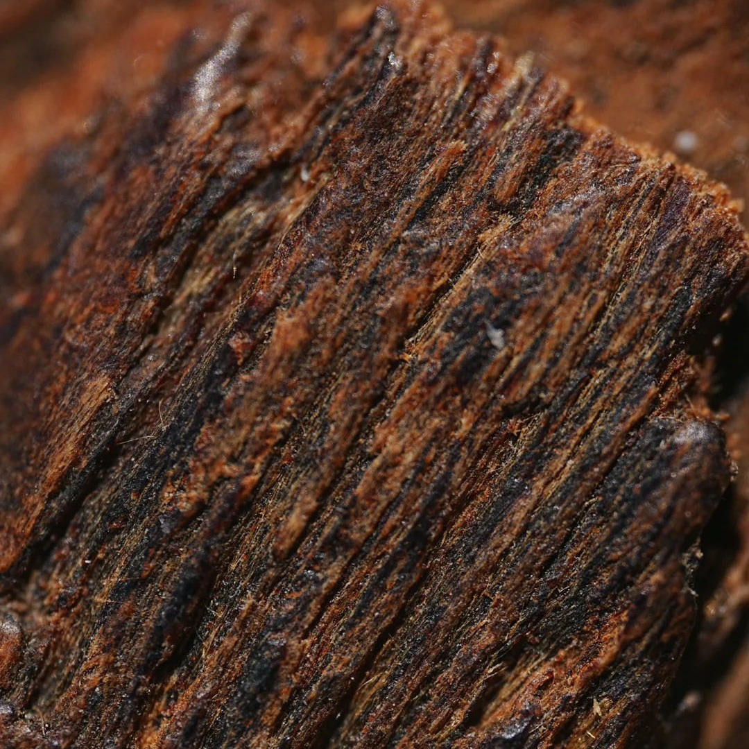 Collection grade submerged Qinnan agarwood logs