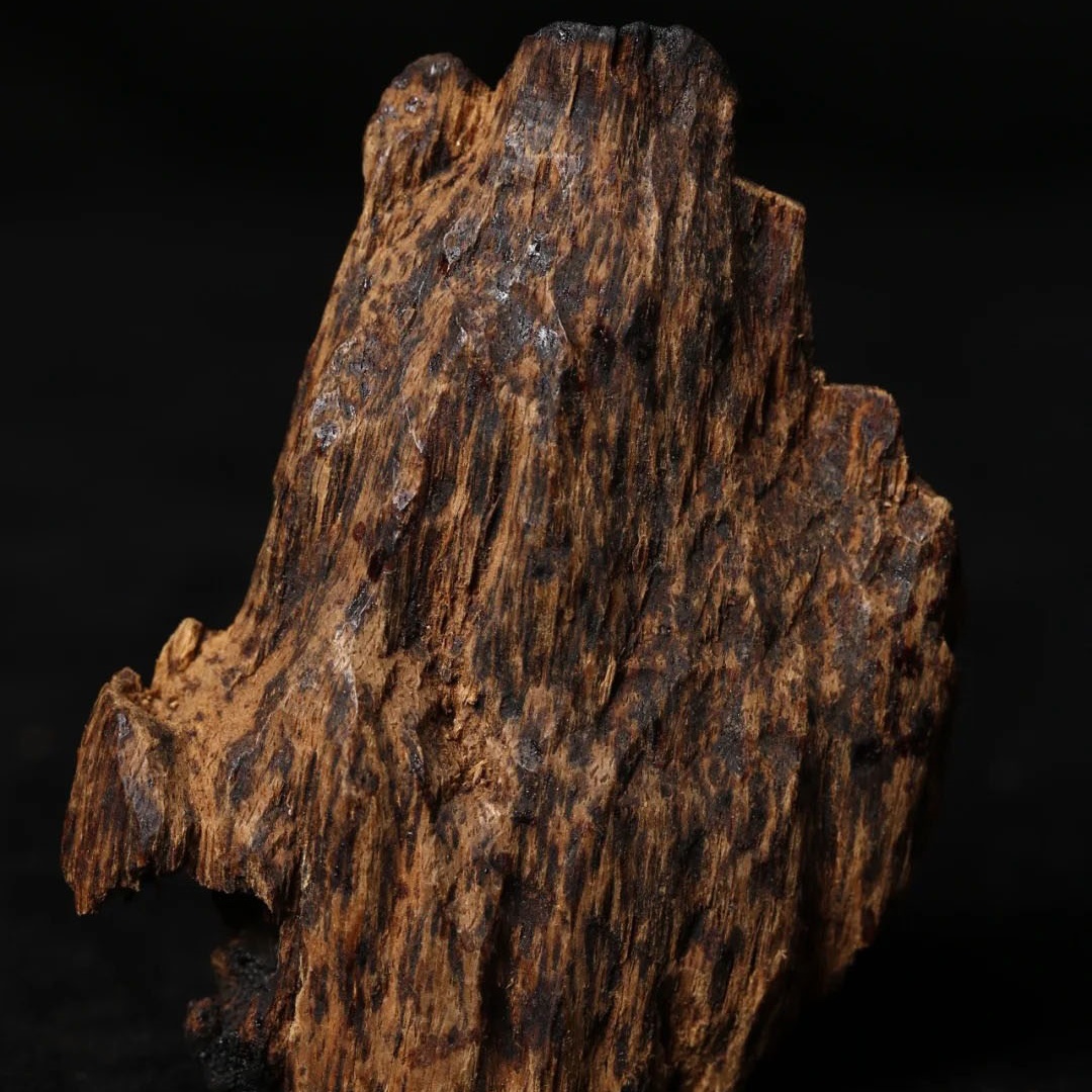 Collection-grade Bodhisattva chess agarwood logs